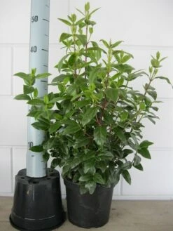 Sneeuwbal (Viburnum Tinus 'Lisa Rose') 9 Sneeuwbal (Viburnum Tinus 'Lisa Rose') -Green Roots Exporteren Winkel viburnum tinus 40 50 c3 april 2 3 1