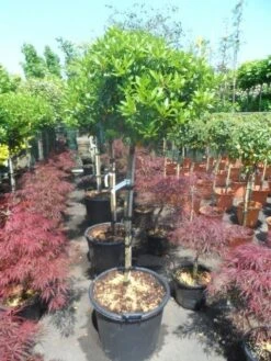 Sneeuwbal Op Stam (Viburnum Tinus 'Eve Price') -Green Roots Exporteren Winkel viburnum tinus eve price 100 110stam c35