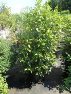 Groenblijvende Sneeuwbal (Viburnum Tinus 'Eve Price') -Green Roots Exporteren Winkel viburnum tinus eve price 125 150 c50 2