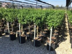 Sneeuwbal Op Stam (Viburnum Tinus 'Eve Price') -Green Roots Exporteren Winkel viburnum tinus eve price 50cm stem 2