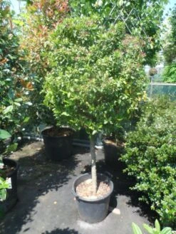 Sneeuwbal Op Stam (Viburnum Tinus 'Eve Price') -Green Roots Exporteren Winkel viburnum tinus eve price 70 80stam c50 extra