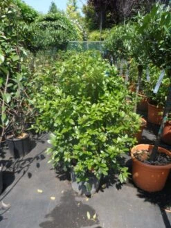 Groenblijvende Sneeuwbal (Viburnum Tinus 'Eve Price') -Green Roots Exporteren Winkel viburnum tinus eve price 80 100 c20 2