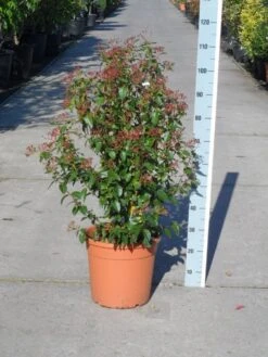 Groenblijvende Sneeuwbal (Viburnum Tinus 'Eve Price') 21 Groenblijvende Sneeuwbal (Viburnum Tinus 'Eve Price') -Green Roots Exporteren Winkel viburnum tinus eve price 80 100 c20 1