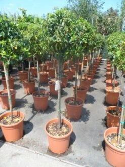 Sneeuwbal Op Stam (Viburnum Tinus 'Eve Price') -Green Roots Exporteren Winkel viburnum tinus eve price 80stam c20