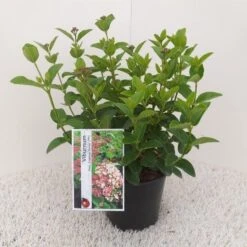 Sneeuwbal (Viburnum Tinus 'Lisa Rose') 10 Sneeuwbal (Viburnum Tinus 'Lisa Rose') -Green Roots Exporteren Winkel viburnum tinus lisarose 1