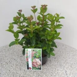 Sneeuwbal (Viburnum Tinus 'Lisa Rose') 11 Sneeuwbal (Viburnum Tinus 'Lisa Rose') -Green Roots Exporteren Winkel viburnum tinus lisarose pbr 1