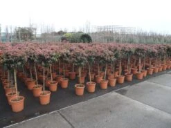 Sneeuwbal Op Stam (Viburnum Tinus 'Eve Price') -Green Roots Exporteren Winkel viburnum tinus op stam 2 1