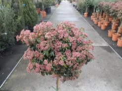 Sneeuwbal Op Stam (Viburnum Tinus 'Eve Price') -Green Roots Exporteren Winkel viburnum tinus op stam 3