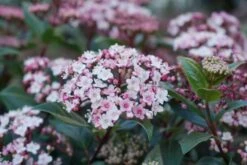 Sneeuwbal (Viburnum Tinus 'Spirit') -Green Roots Exporteren Winkel viburnum tinus spirit 03 1