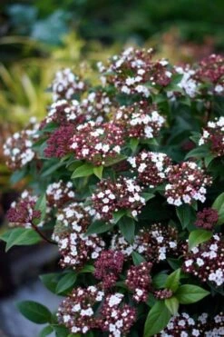 Sneeuwbal (Viburnum Tinus 'Spirit') -Green Roots Exporteren Winkel viburnum tinus spirit 01 2