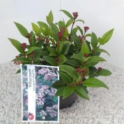 Sneeuwbal (Viburnum Tinus 'Spirit') -Green Roots Exporteren Winkel viburnum tinus spirit pbr