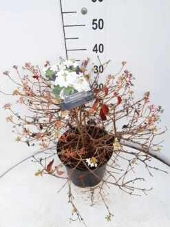 Sneeuwbal (Viburnum Plicatum 'Watanabe') 13 Sneeuwbal (Viburnum Plicatum 'Watanabe') -Green Roots Exporteren Winkel viburnum watanabe c10 v02 1