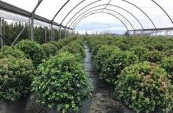 Sneeuwbal Als Bolvorm (Viburnum Tinus 'Eve Price') -Green Roots Exporteren Winkel viburnumtinuseveprice 2