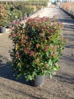 Sneeuwbal (Viburnum Tinus 'Spirit') -Green Roots Exporteren Winkel viburnumtinusgl03 1