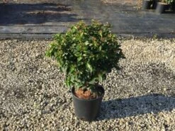 Sneeuwbal (Viburnum Tinus 'Spirit') -Green Roots Exporteren Winkel viburnumtinusspirit01 2
