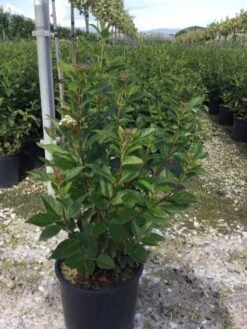 Sneeuwbal (Viburnum Tinus 'Spirit') -Green Roots Exporteren Winkel viburnumtinusspirit02 1