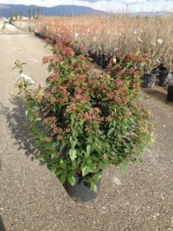 Sneeuwbal Als Bolvorm (Viburnum Tinus 'Spirit') -Green Roots Exporteren Winkel viburnumtinusspiritbol01