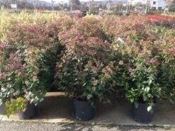 Sneeuwbal Als Bolvorm (Viburnum Tinus 'Spirit') -Green Roots Exporteren Winkel viburnumtinusspiritbol02