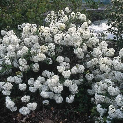 Sneeuwbal (Viburnum 'Eskimo') 2 Sneeuwbal (Viburnum 'Eskimo') - Afbeelding 2