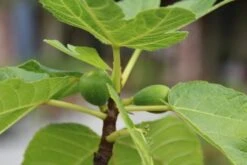 Vijg Als Solitair (Ficus Carica) 14 Vijg Als Solitair (Ficus Carica) -Green Roots Exporteren Winkel vijg 1 1 1