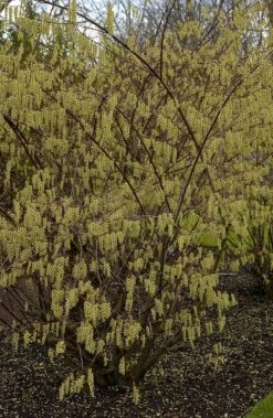 Staartaar (Stachyurus Praecox) -Green Roots Exporteren Winkel vima04862 1