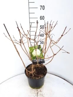 Sneeuwbal (Viburnum Opulus 'Roseum') -Green Roots Exporteren Winkel virburnum opulus roseum c10 v01 1