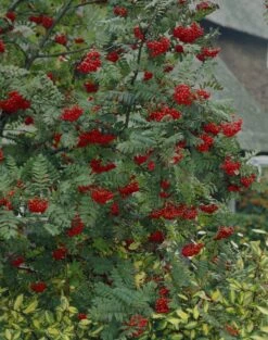 Vogelvriendelijke Haag -Green Roots Exporteren Winkel visi07503