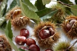 Tamme Kastanje Als Halfstam (Castanea Sativa) -Green Roots Exporteren Winkel visi121584 1 2