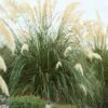 Pampasgras (Cortaderia Selloana 'Senior')
