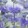 Caryopteris (Caryopteris X Clandonensis 'Sterling Silver')