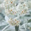 Vlinderstruik (Buddleja 'Silver Anniversary')