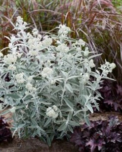 Vlinderstruik (Buddleja 'Silver Anniversary') -Green Roots Exporteren Winkel visi185930