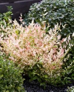 Hemelse Bamboe (Nandina Domestica 'Twilight') -Green Roots Exporteren Winkel visi197304