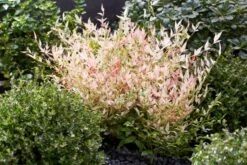 Hemelse Bamboe (Nandina Domestica 'Twilight') -Green Roots Exporteren Winkel visi197305