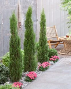 Italiaanse Cypres (Cupressus Sempervirens 'Stricta') -Green Roots Exporteren Winkel visi198162 1