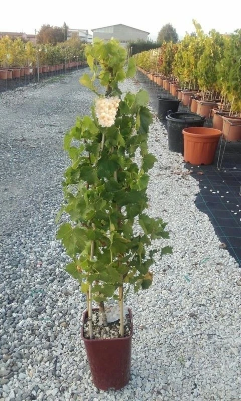 Witte Druif (Vitis Vinifera 'Suzi') 1 Witte Druif (Vitis Vinifera 'Suzi')