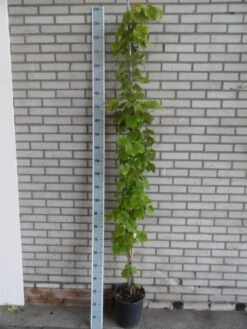 Sierdruif (Vitis Coignetiae) -Green Roots Exporteren Winkel vitis coignetiae 175 200 c10