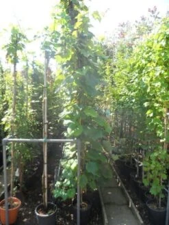 Sierdruif (Vitis Coignetiae) -Green Roots Exporteren Winkel vitis coignetiae 200 250 300 c20