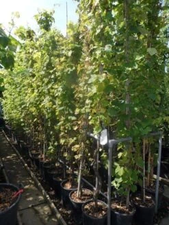 Druif, Op Stam (Vitis Vinifera) 34 Druif, Op Stam (Vitis Vinifera) -Green Roots Exporteren Winkel vitis vinifera 200 250 300 c20