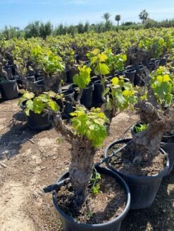 Druif, Op Stam (Vitis Vinifera) 22 Druif, Op Stam (Vitis Vinifera) -Green Roots Exporteren Winkel vitis vinifera 25l