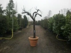 Druif, Op Stam (Vitis Vinifera) 32 Druif, Op Stam (Vitis Vinifera) -Green Roots Exporteren Winkel vitis vinifera 30 40 c200 solitair extra