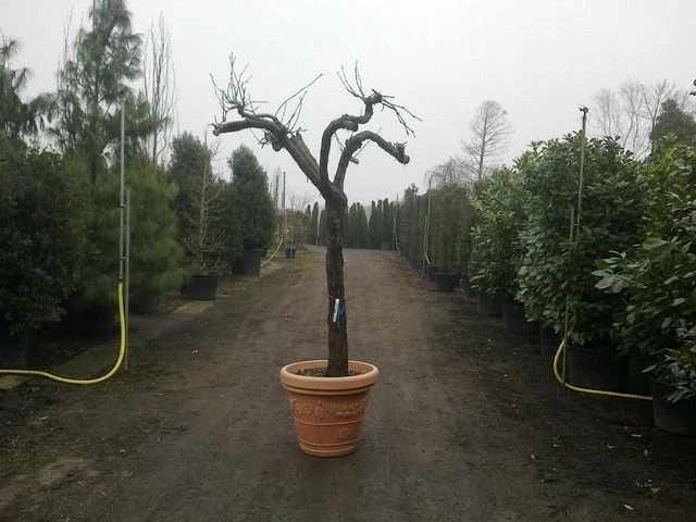 Druif, Op Stam (Vitis Vinifera) 13 Druif, Op Stam (Vitis Vinifera) - Afbeelding 13