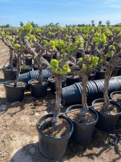 Druif, Op Stam (Vitis Vinifera) 23 Druif, Op Stam (Vitis Vinifera) -Green Roots Exporteren Winkel vitis vinifera 45l