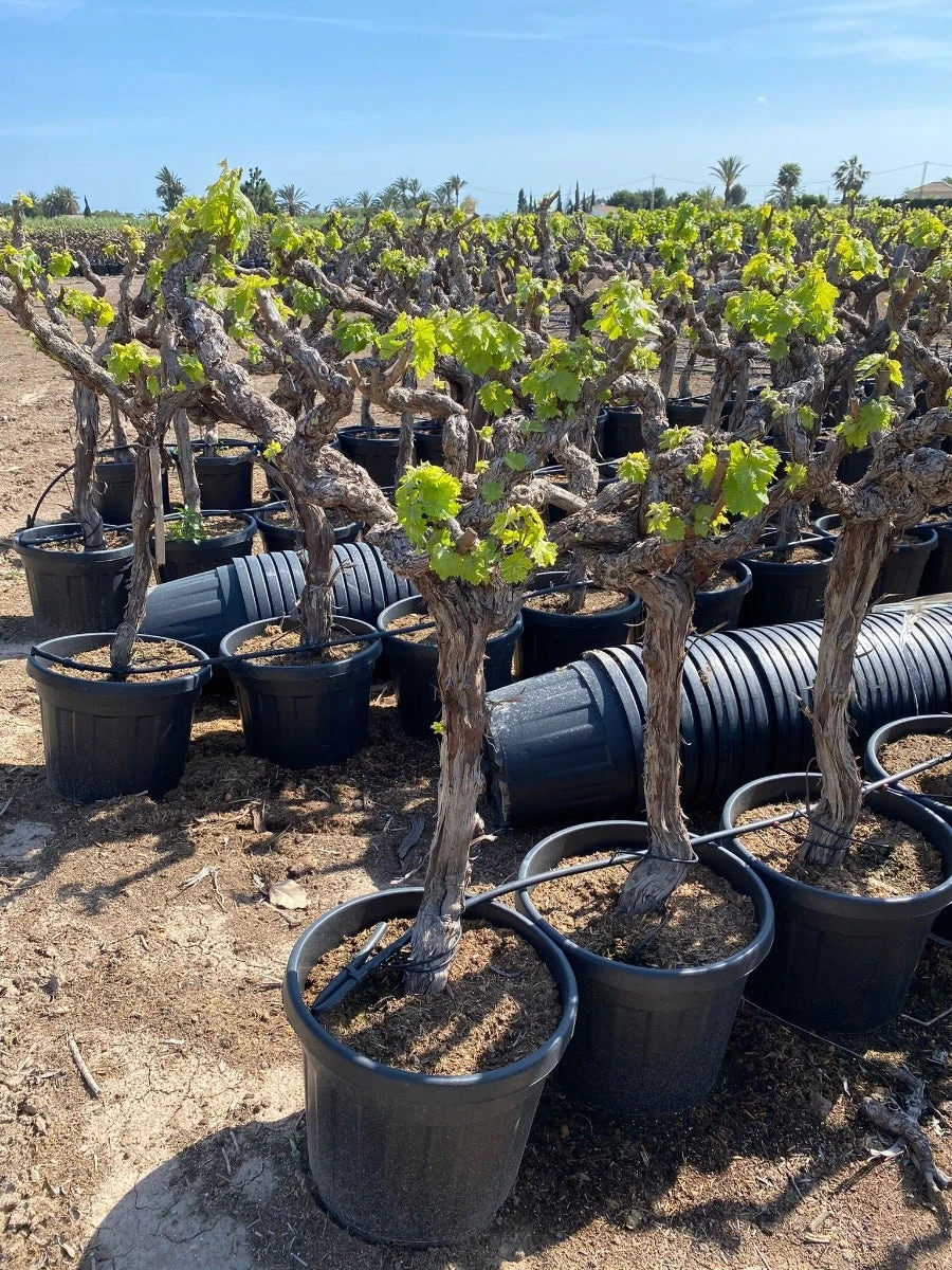 Druif, Op Stam (Vitis Vinifera) 4 Druif, Op Stam (Vitis Vinifera) - Afbeelding 4