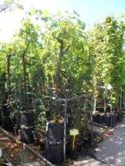 Druif, Op Stam (Vitis Vinifera) 37 Druif, Op Stam (Vitis Vinifera) -Green Roots Exporteren Winkel vitis vinifera halfstam 12 14 16