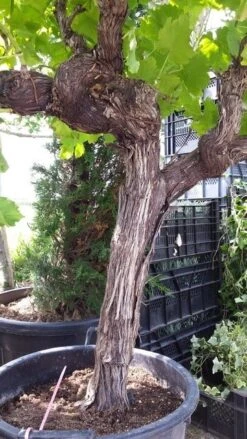 Druif, Op Stam (Vitis Vinifera) 28 Druif, Op Stam (Vitis Vinifera) -Green Roots Exporteren Winkel vitisopstam03