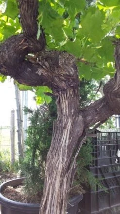 Druif, Op Stam (Vitis Vinifera) 29 Druif, Op Stam (Vitis Vinifera) -Green Roots Exporteren Winkel vitisopstam04