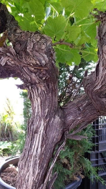 Druif, Op Stam (Vitis Vinifera) 11 Druif, Op Stam (Vitis Vinifera) - Afbeelding 11