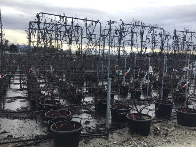 Druif Als Leivorm (Vitis Vinifera 'Red Globe') 1 Druif Als Leivorm (Vitis Vinifera 'Red Globe')