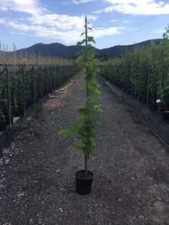 Blauwe Druif (Vitis Vinifera)